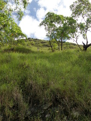 Eucalyptus urophylla
