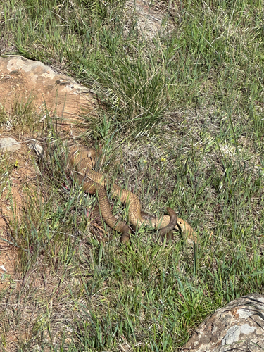 Eastern Brown Snake sighting