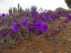 Mirabilis elegans