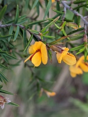 Pultenaea juniperina
