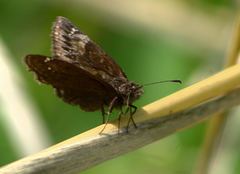 Erynnis juvenalis
