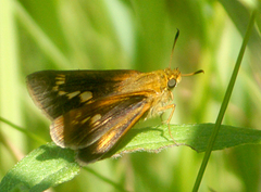 Euphyes conspicua