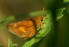 Euphyes conspicua