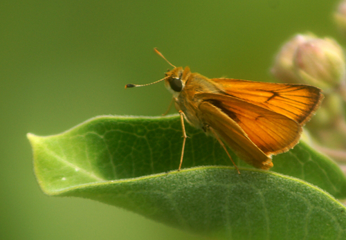 Delaware Skipper