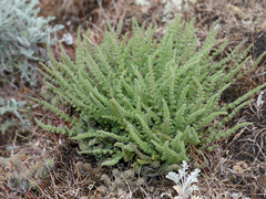 Palimbia rediviva