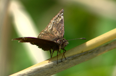 Erynnis juvenalis
