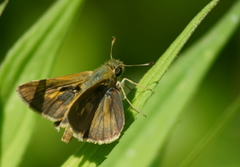 Polites themistocles