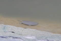 Apalone spinifera emoryi