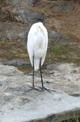 Ardea alba