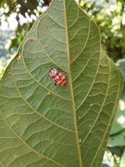 Asphaera quadrifasciata