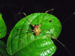 Ventrivomer ancyrophorus
