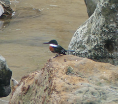 Chloroceryle americana