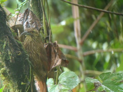 Xiphocolaptes promeropirhynchus