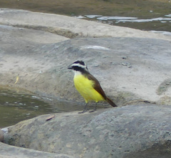 Pitangus sulphuratus