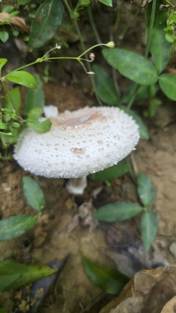 Chlorophyllum molybdites · October 2025 · photo: © ssnp202 (iNaturalist, cc-by)