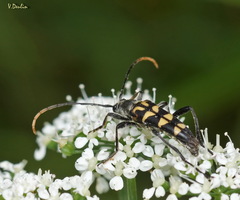 Leptura annularis