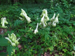 Aconitum lasiostomum