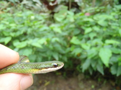 Erythrolamprus epinephalus
