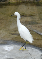 Egretta thula