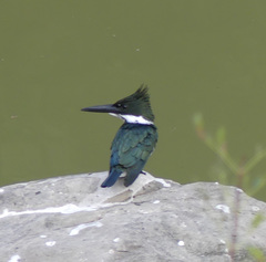 Chloroceryle amazona