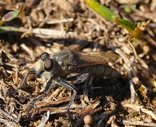 Unknown species found near East Shore, New Haven, CT 06512, USA