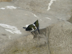 Chloroceryle amazona