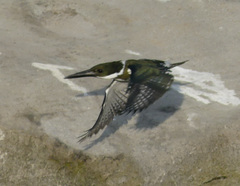 Chloroceryle amazona