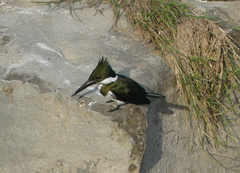 Chloroceryle amazona