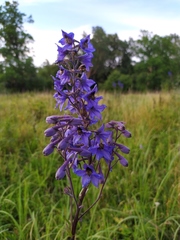 Delphinium cuneatum