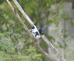 Chloroceryle amazona