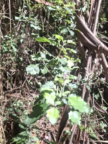 Prostanthera melissifolia, photograph 1