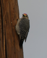 Melanerpes aurifrons