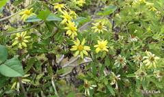 Lecocarpus darwinii