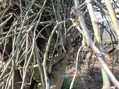 Adenia venenata