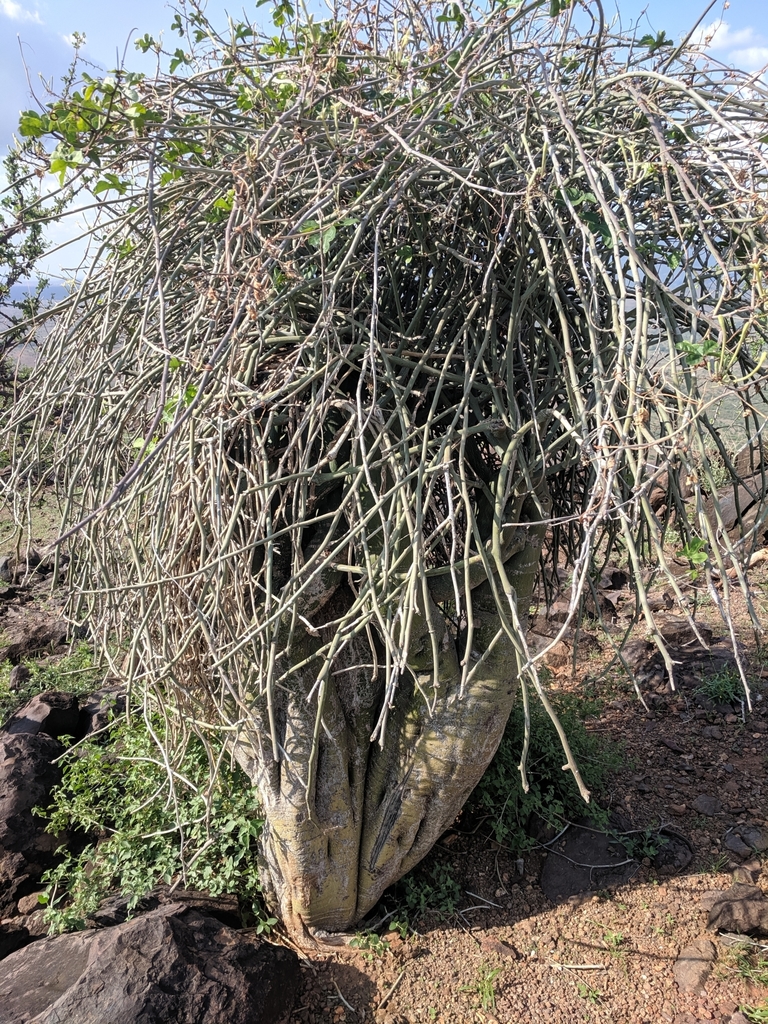 Adenia venenata, Morungole, Kenya