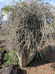 Adenia venenata