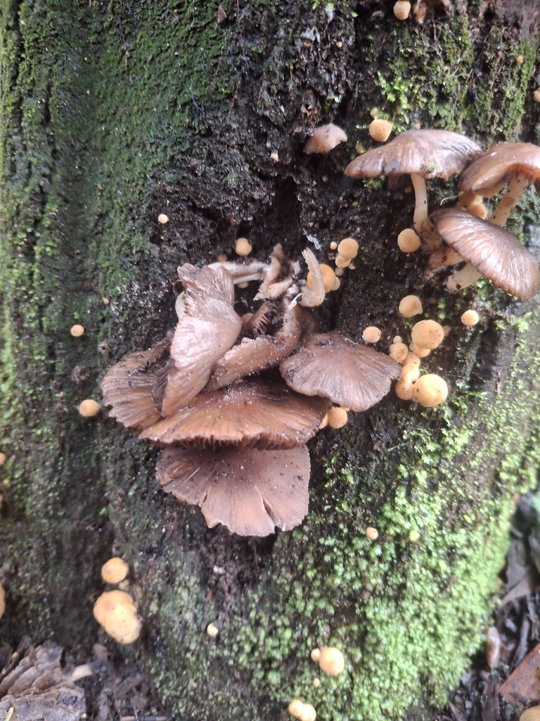 Trogia straminea