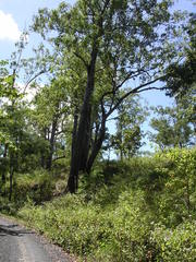 Eucalyptus urophylla