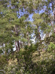 Eucalyptus urophylla