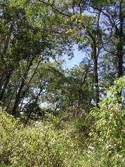 Eucalyptus urophylla