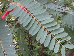 Sesbania grandiflora