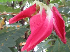Sesbania grandiflora
