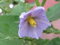 Solanaceae