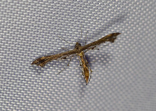 Hourglass Plume Moth photo 2