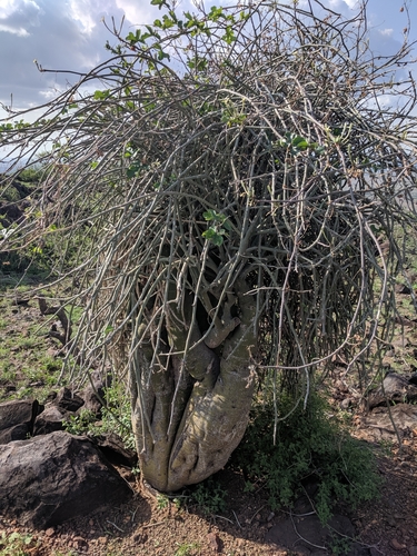 Adenia venenata