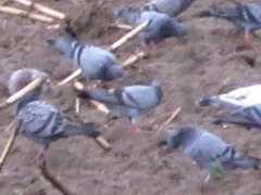 Columba livia domestica