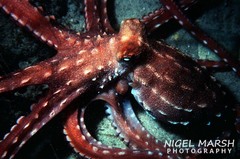 Callistoctopus ornatus