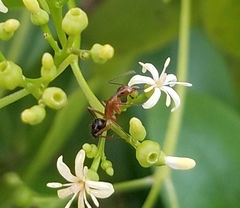 Camponotus inaequalis