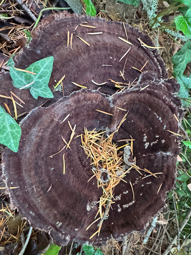 Owingsia PNW01 graham.jpg