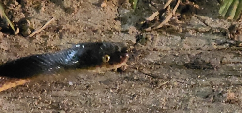 Brown Tree Snake sighting